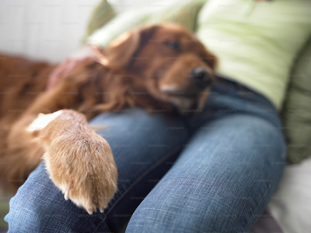 Real Reviews of Support Pets ESA Services: What You Need to Know