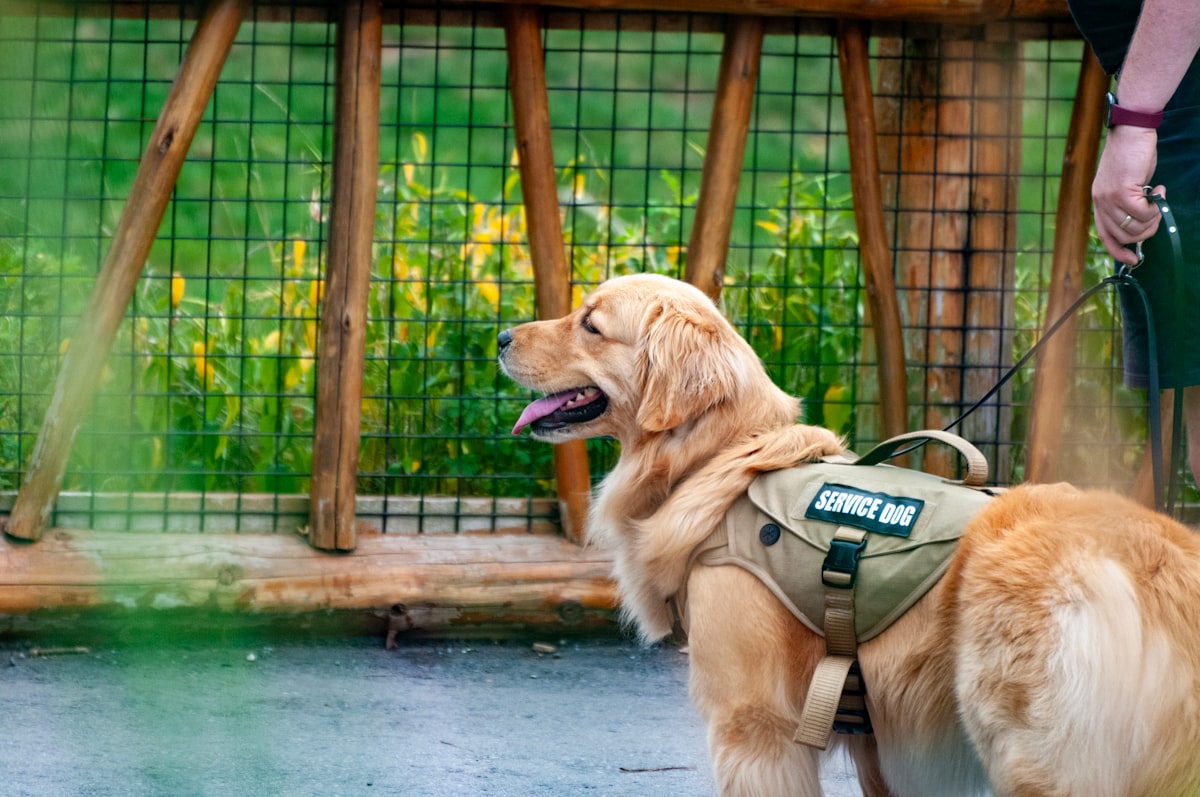 The Heartwarming Truth About Dogs of Service You Need to Know!